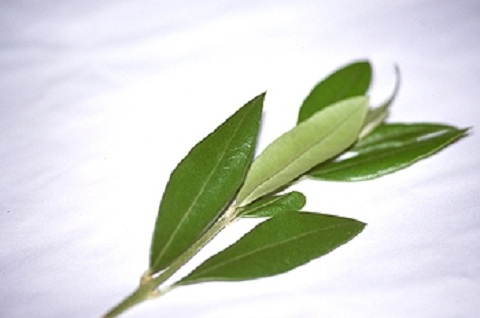 hojas-olivo